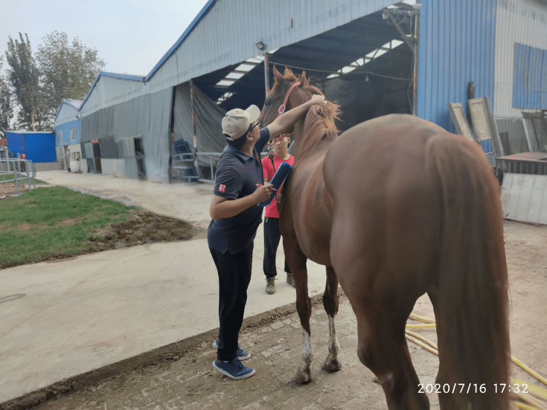 14期中国马业协会马属动物官方登记员在天津与河北两地进行了马匹登记