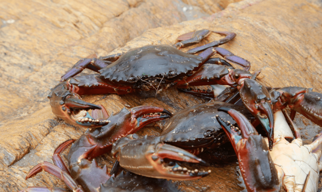 日本鲟(石夹红)在天海湾海洋牧场,好当家模拟开放式天然养殖区,采用