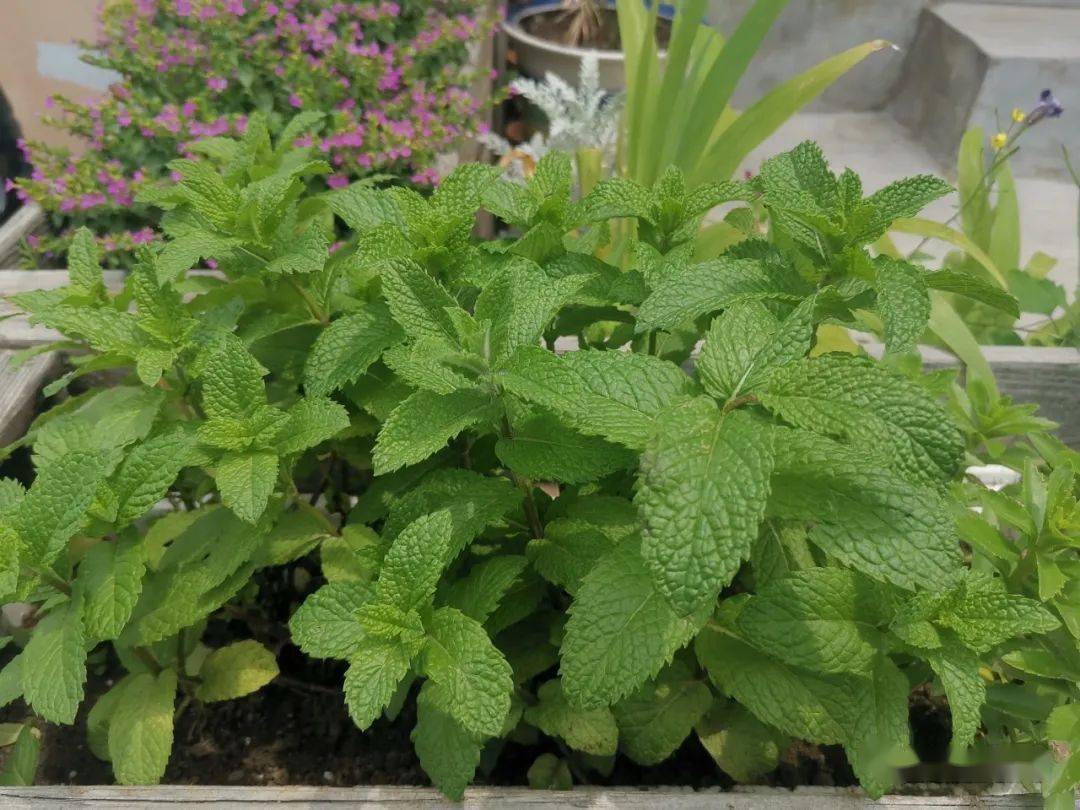 河南的"荆芥"不是荆芥,云南的"薄荷"也不是薄荷