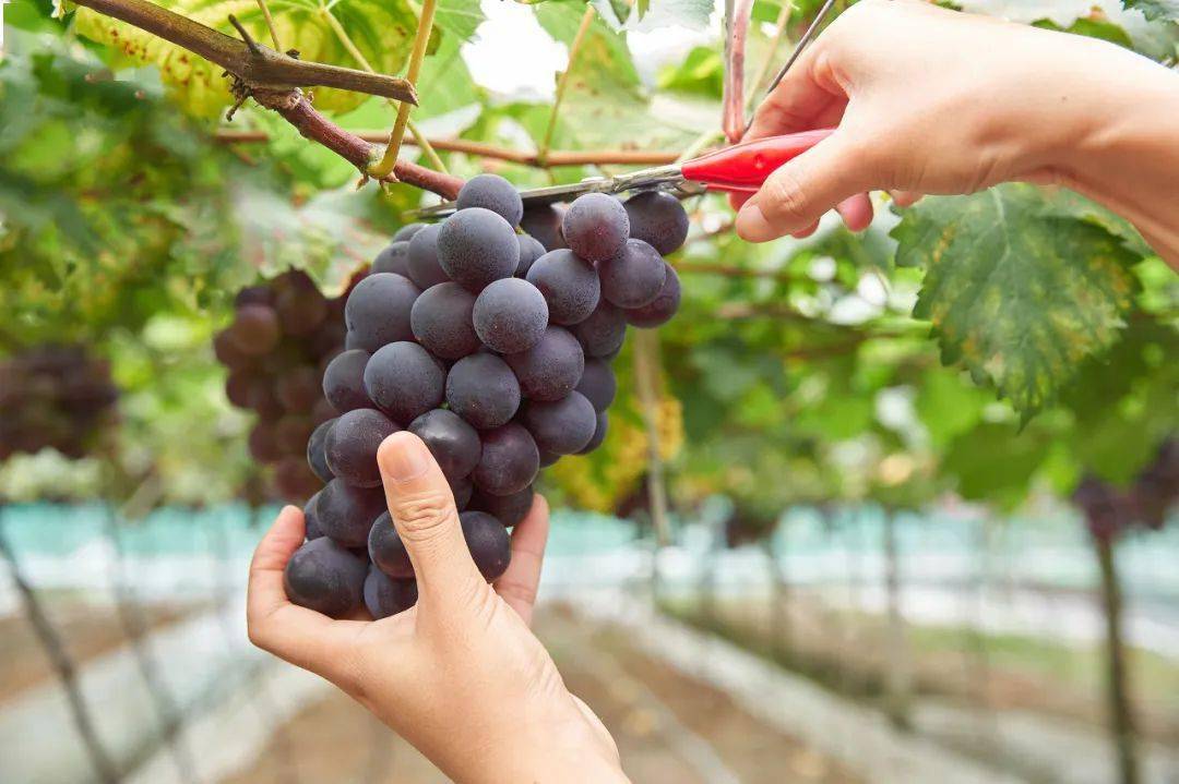 天气好摘葡萄