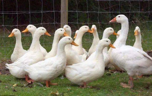 夏季鸭群各时段管理要点_鸭子