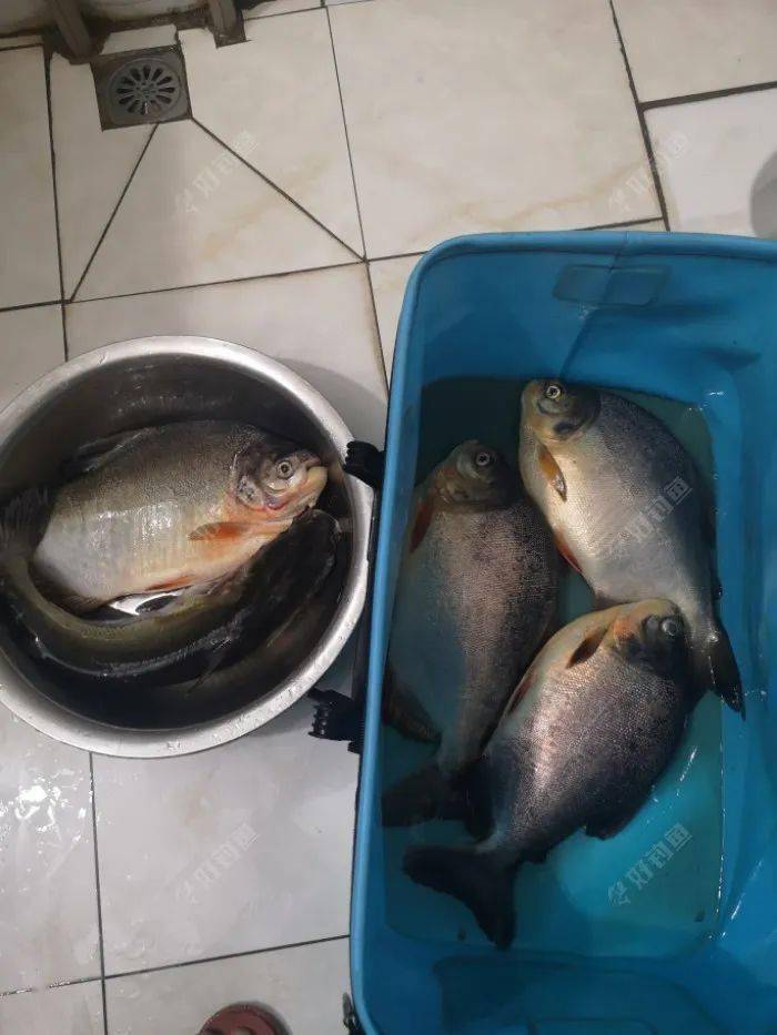 黑坑爽钓凶猛大鲳