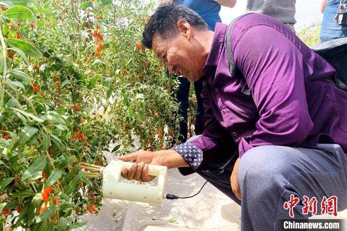 宁夏成功研发智能化枸杞采摘设备 采摘率翻3-5倍