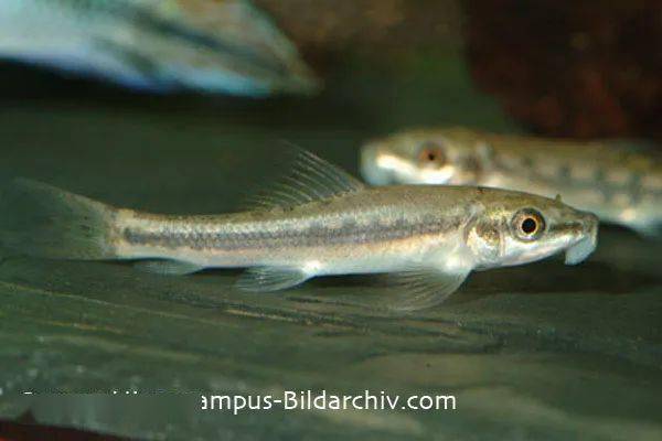 湄公双孔鱼的黄色变种,为非常稳定的改良品种,幼鱼同样喜欢啃藻.