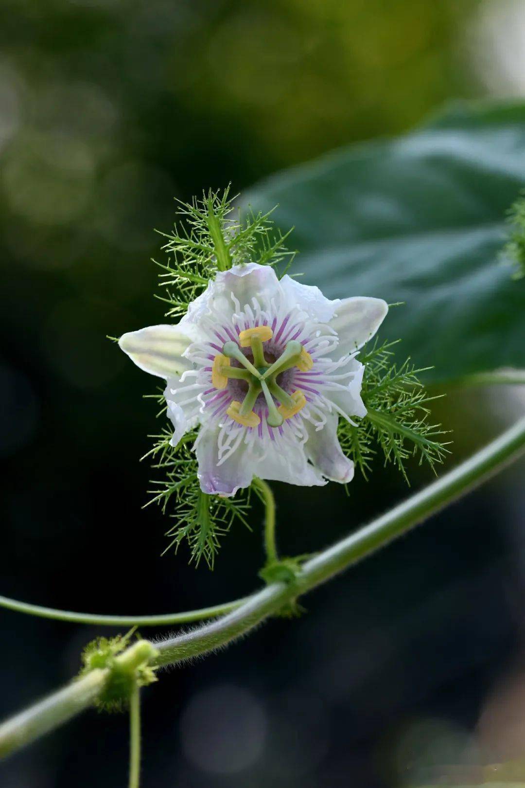 曼陀罗花的功效—曼陀罗花的功效能使人昏迷吗