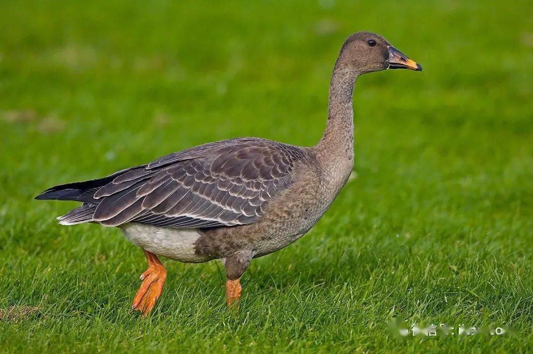 物种图册-豆雁_taiga