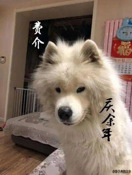 撞脸李荣浩这只单眼皮的大黑狗也太呆萌啦