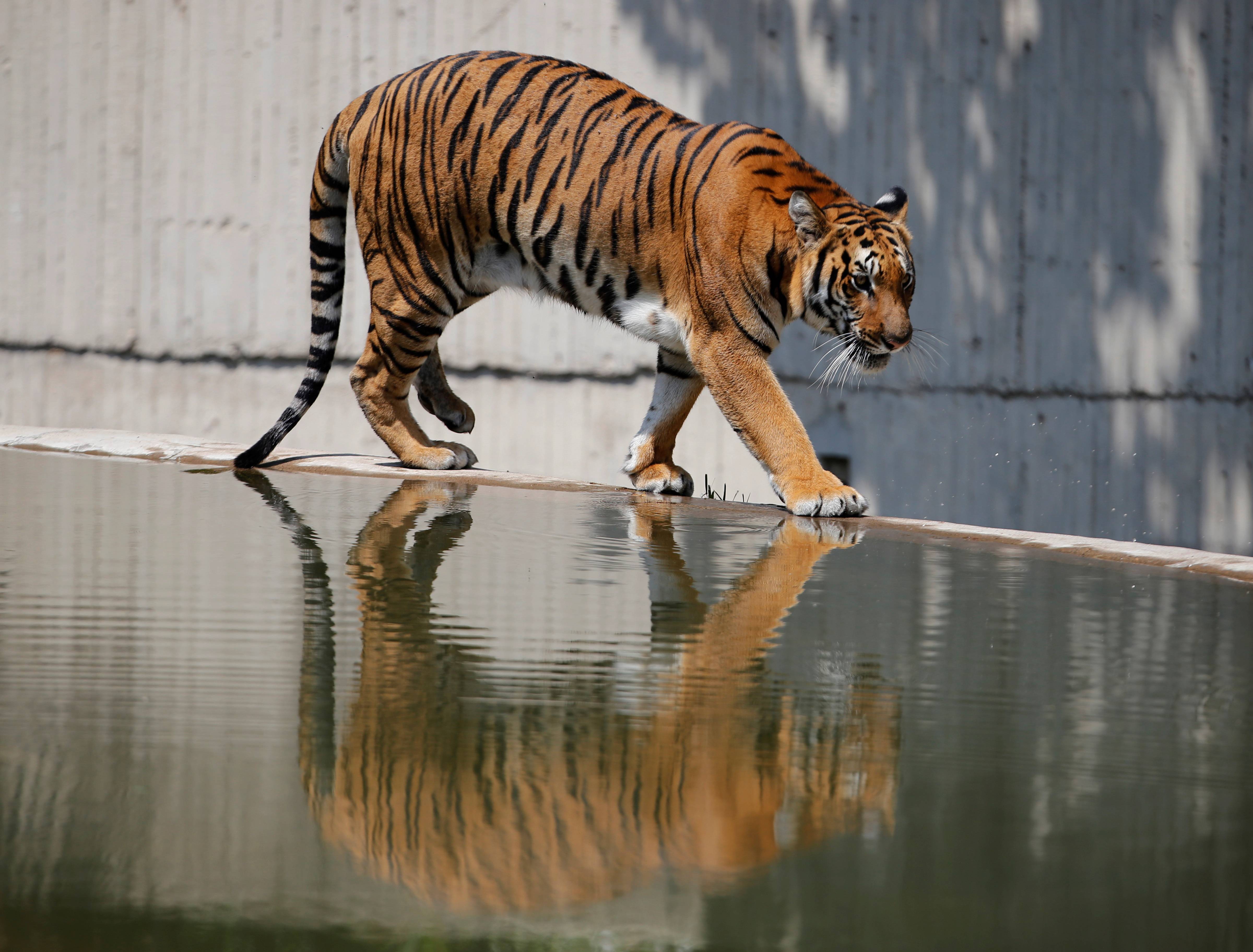 7月20日,孩子們戴口罩在美國紐約中央公園動物園參觀海獅.