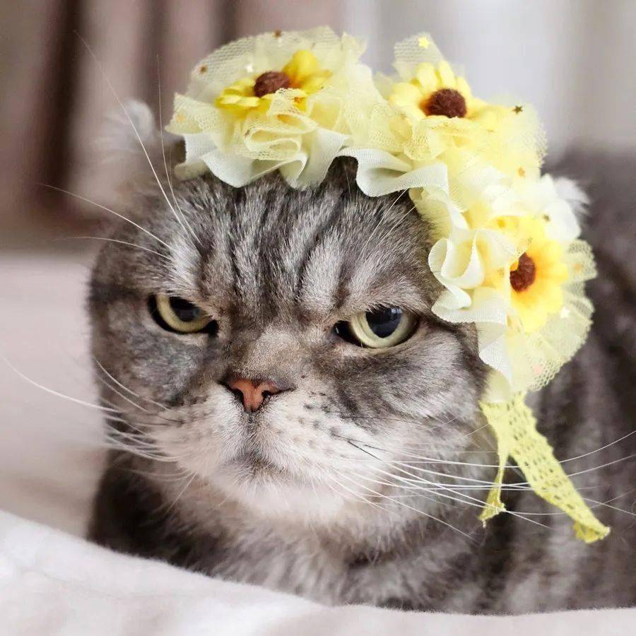 宇宙第一超凶猫,感觉全世界都欠它一车小鱼干!