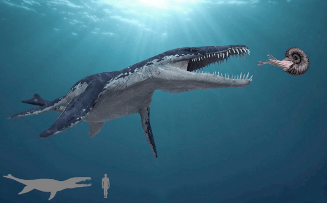 史前四大海洋巨兽:第一是海洋顶级掠食者,第四咬合力20吨