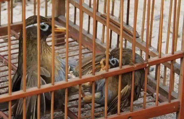 鸟友汇激战画眉经典打斗五十招