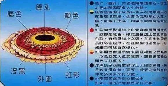 最全鸽眼示意图鸽眼配对一定要看对眼