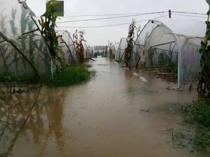 暴雨后农业生产如何恢复