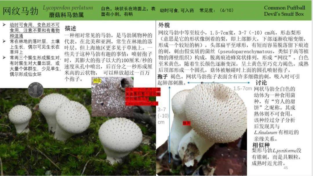 六年级学生做的《上海地区常见蘑菇识别手册》!拿去,不谢!