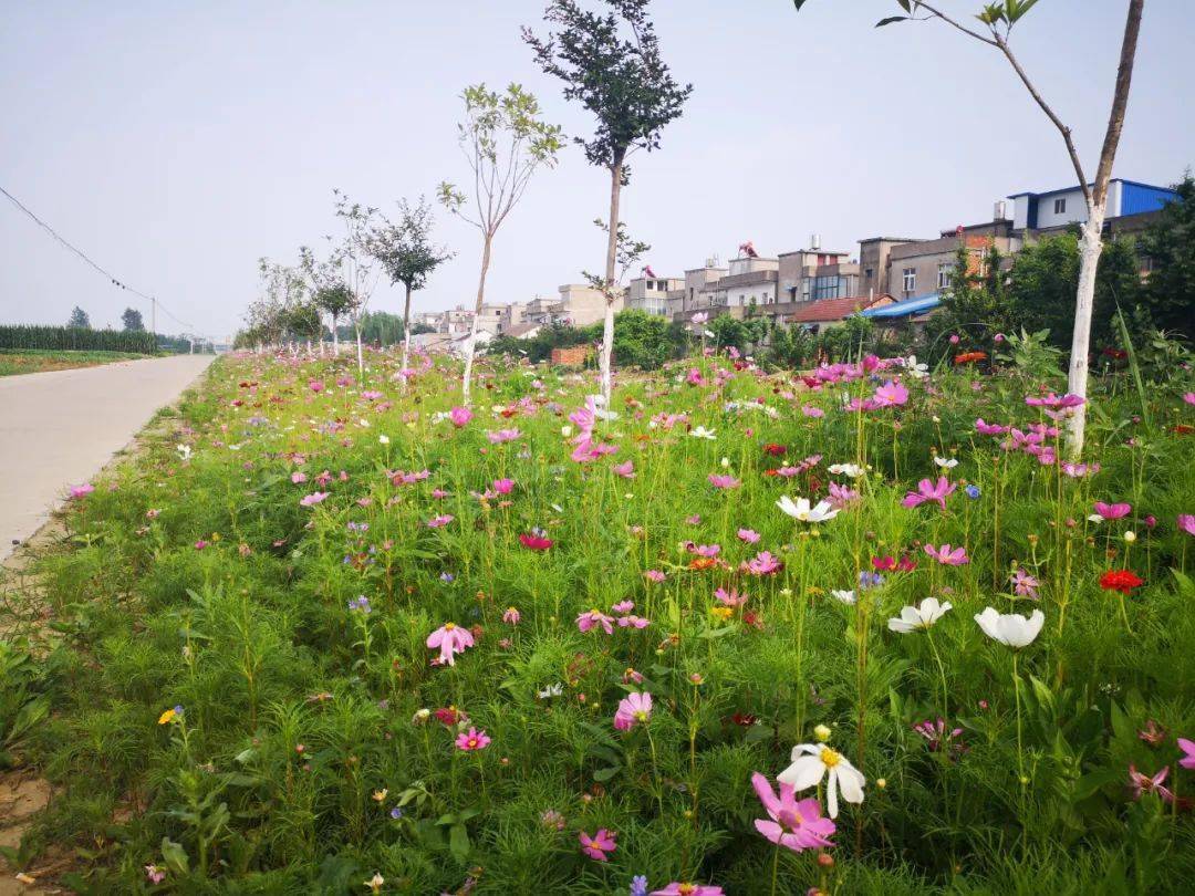 天门这个镇投入10多万元,打造景观鲜花带30余公里_彭市镇