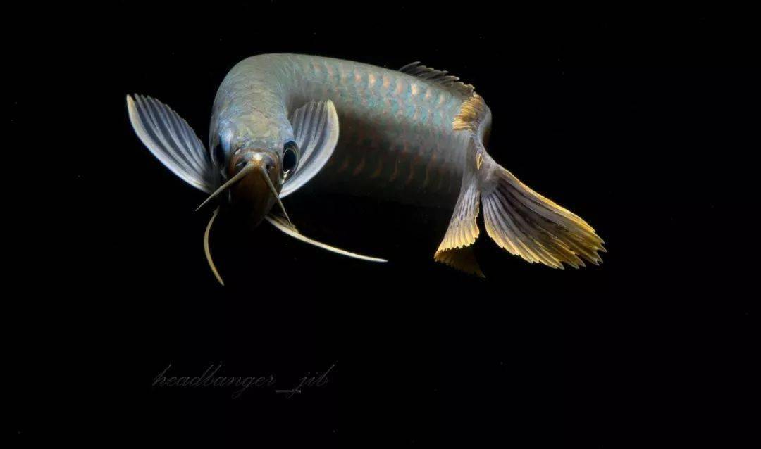 这才是完美展现鱼只体态的水族摄影壹水族