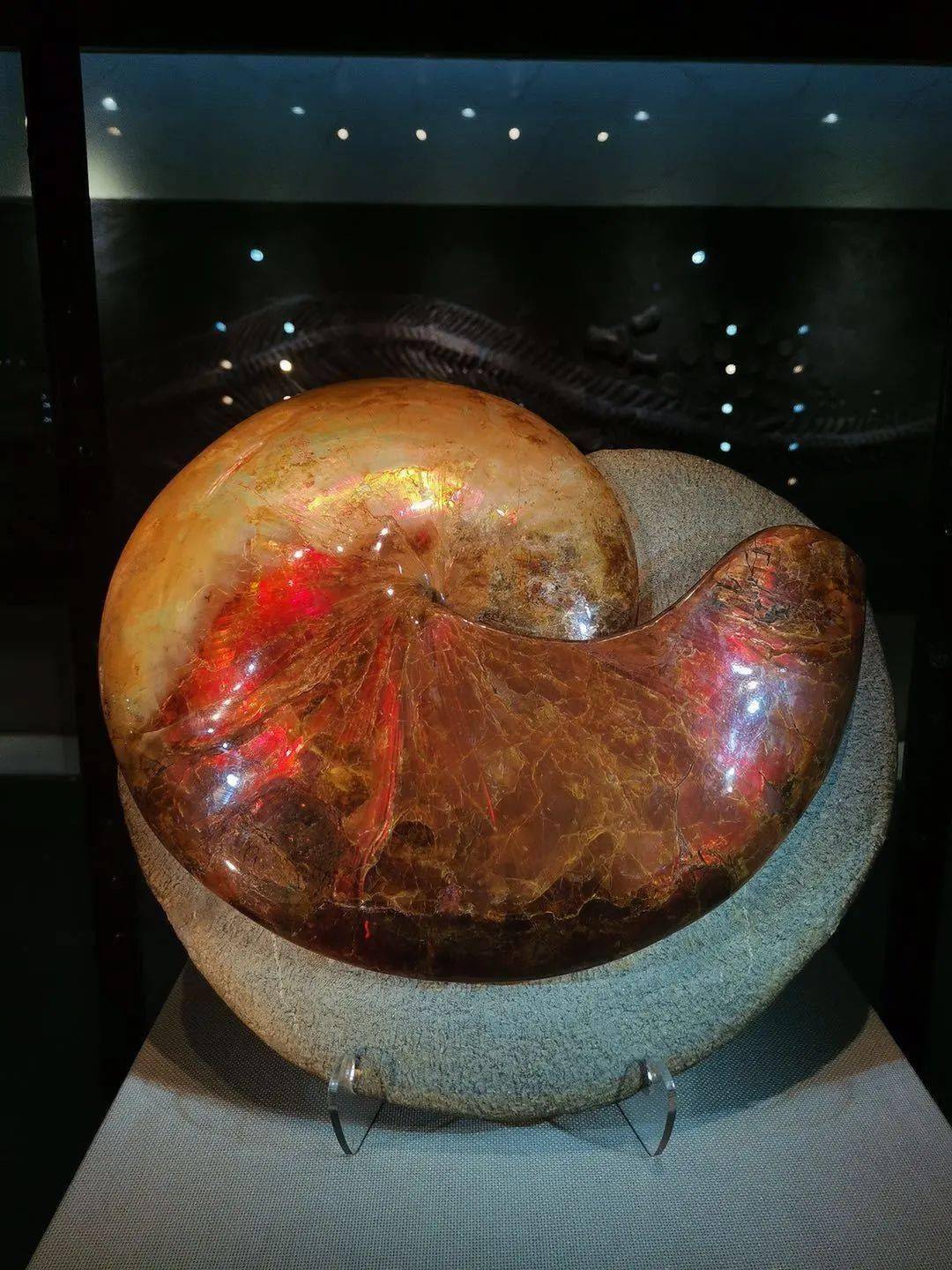 入选世界吉尼斯之最,快来金石滩一睹真容!