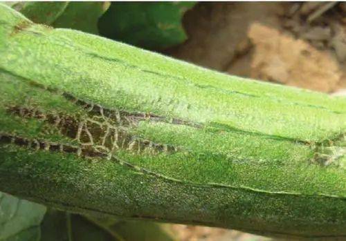 发苦发涩的瓜类千万别吃,专家:毒性不亚于砒霜._黄瓜