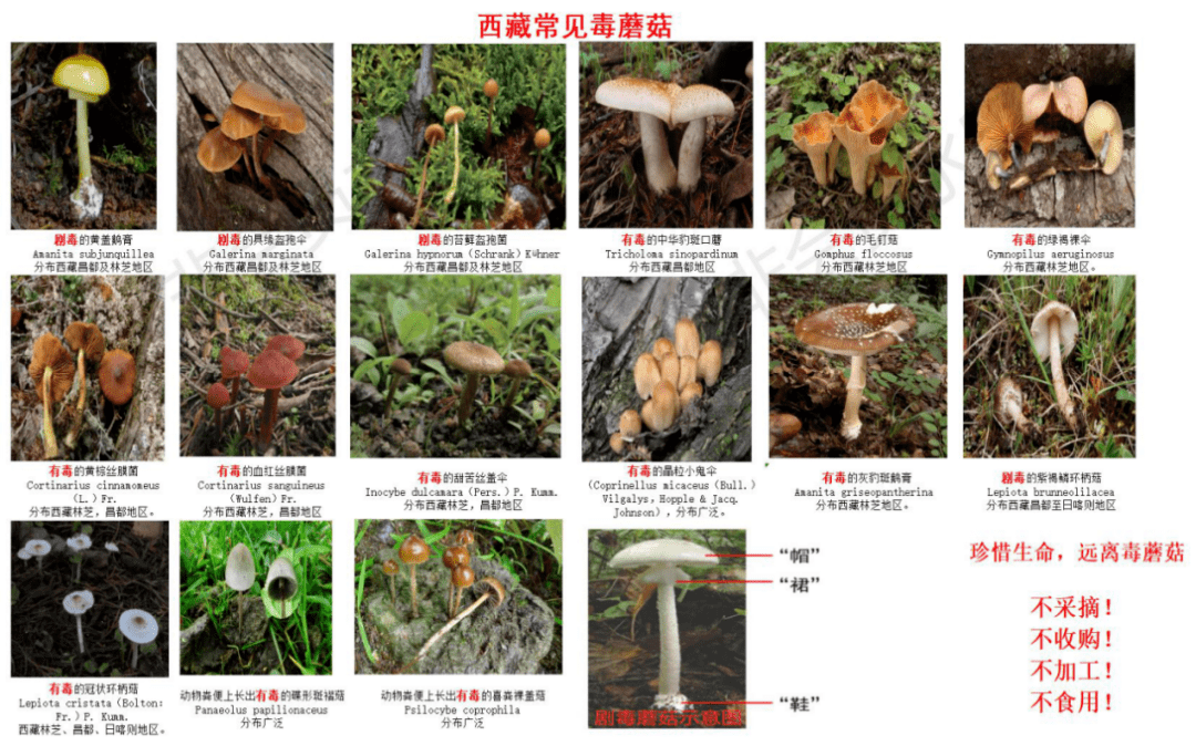 提醒西藏这些常见的毒蘑菇千万要分清已有人误食中毒