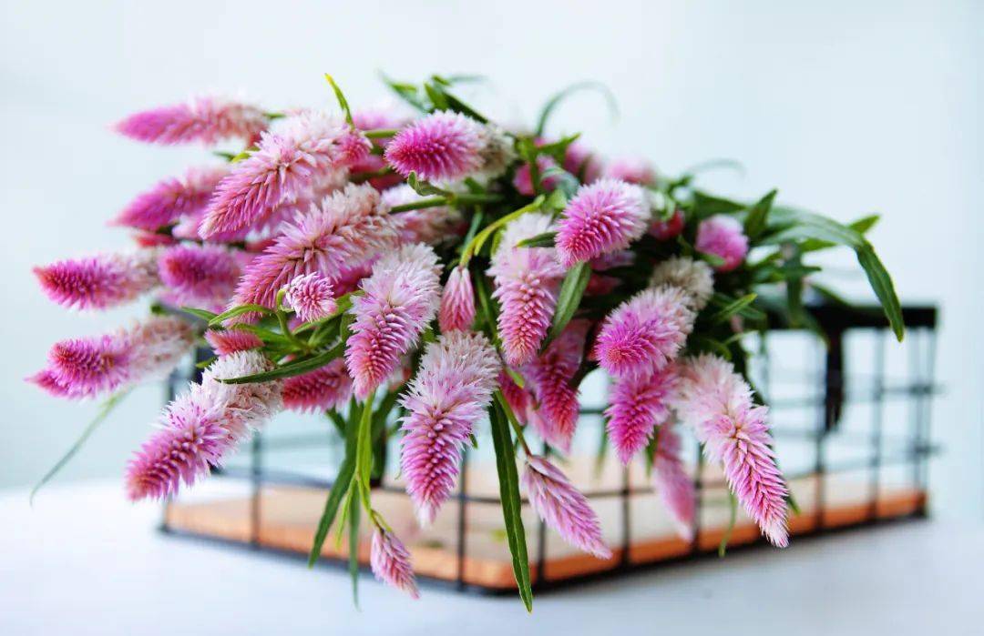 一束粉色凤尾的田园风情