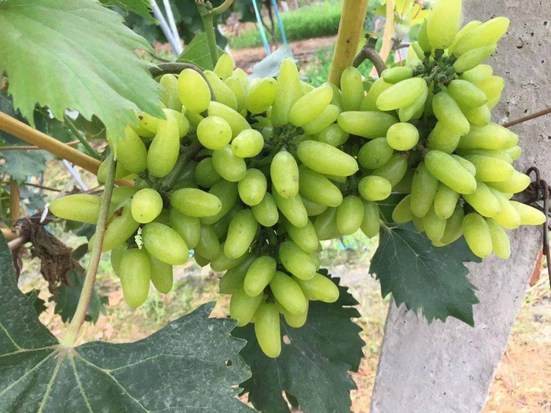 巢湖中垾绿丰葡萄熟啦皮薄肉多香甜可口