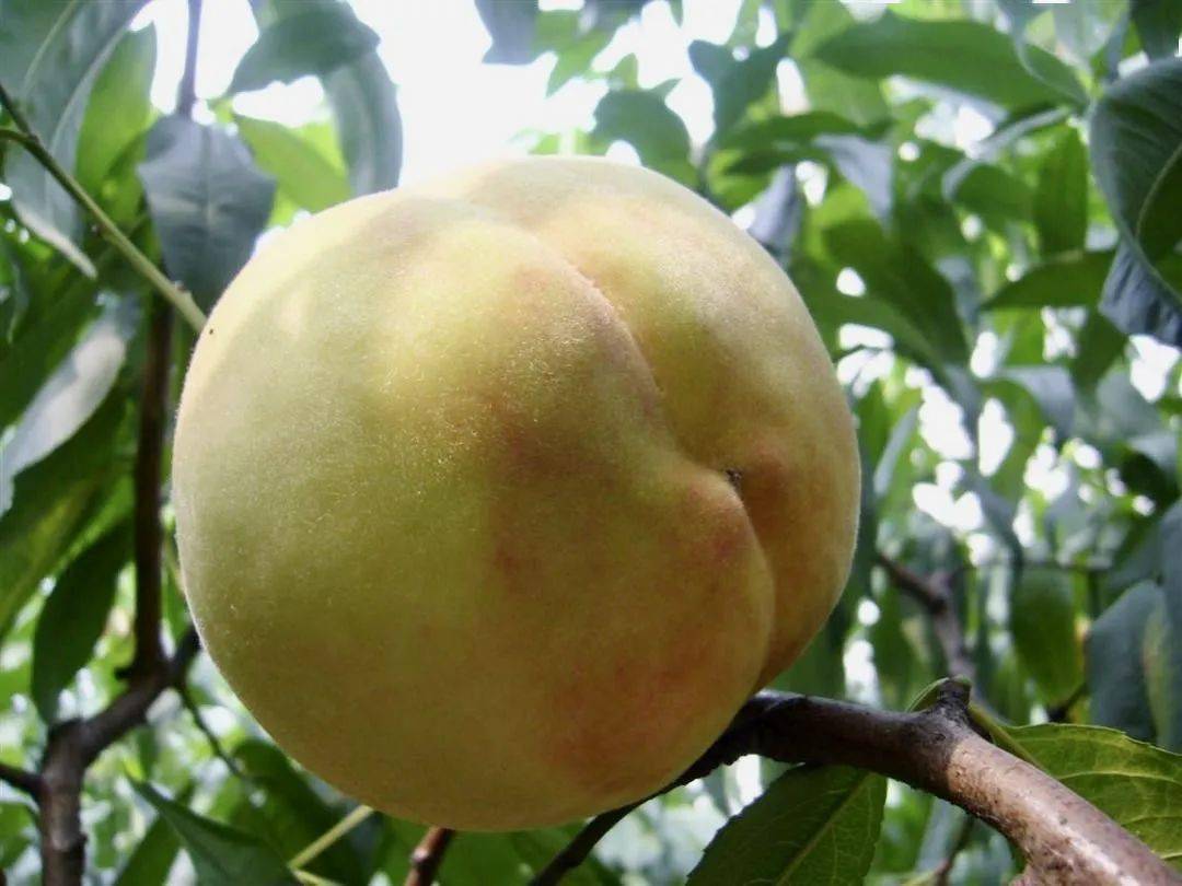 桃你喜欢晚桃中的战斗桃青皮湖景上线