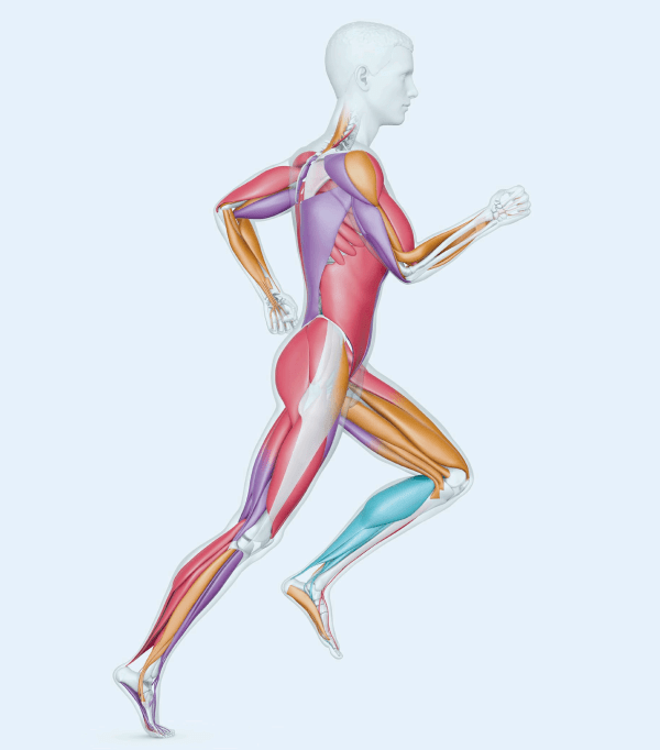 跑步姿势有几个关键阶段,分别是:触地期,支撑期,蹬伸期和摆动期,而前