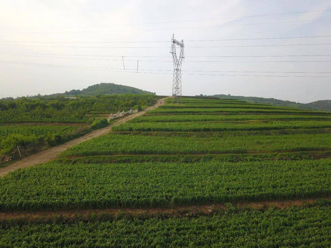 快来看东厅街道老官庄谷子抽穗啦