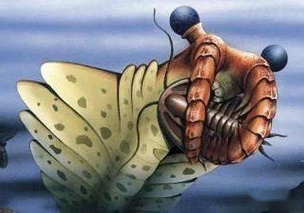 中国早古生代畸形三叶虫十例