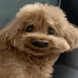 生物狗表情包图片