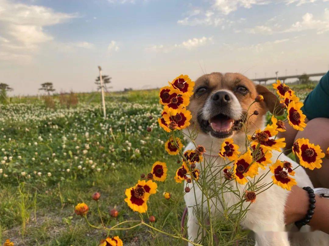 帅气可爱的中华田园犬又来了!