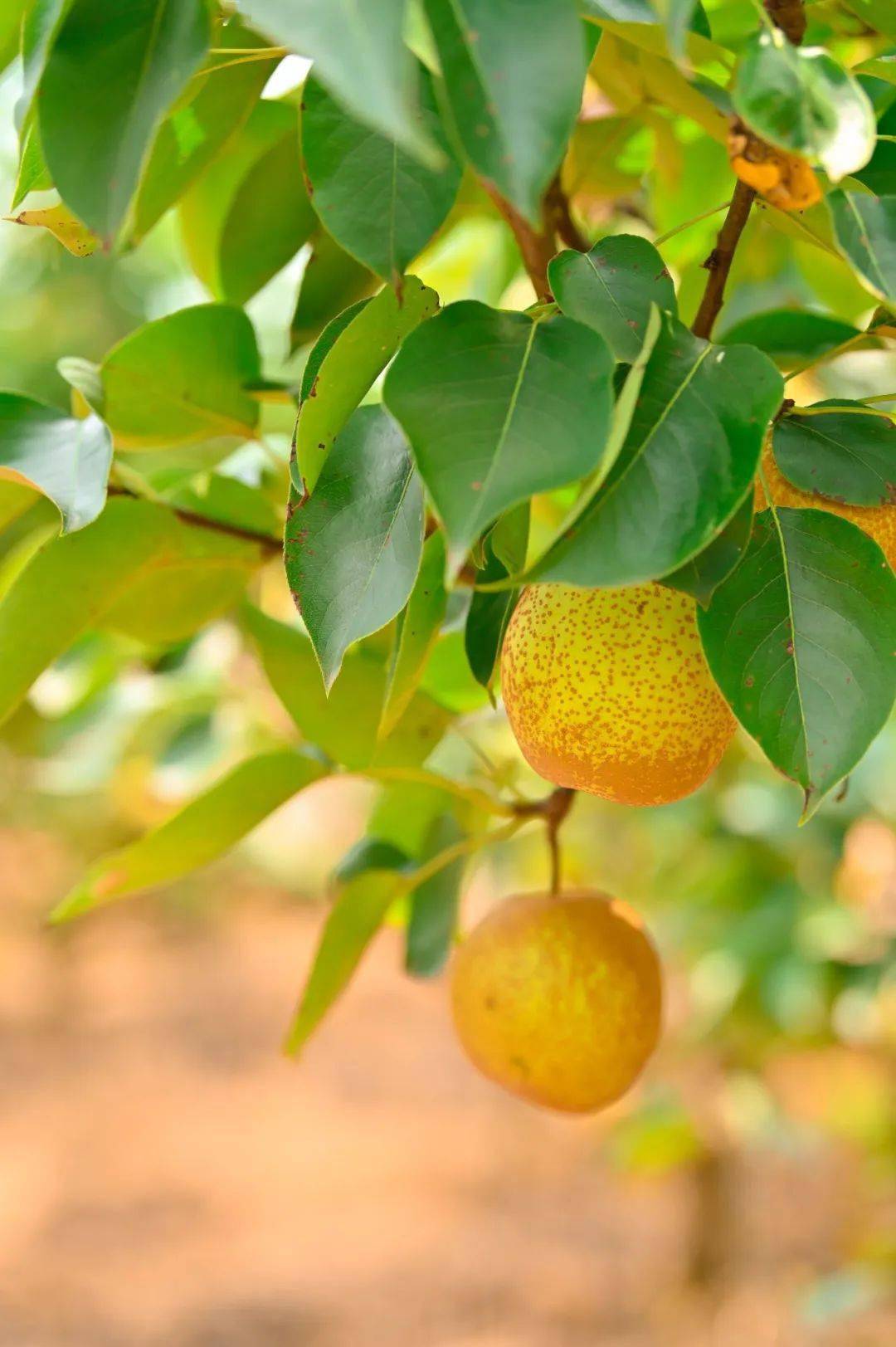 十大网红直播带货,打响曲江区优质脆梨直播擂台赛!