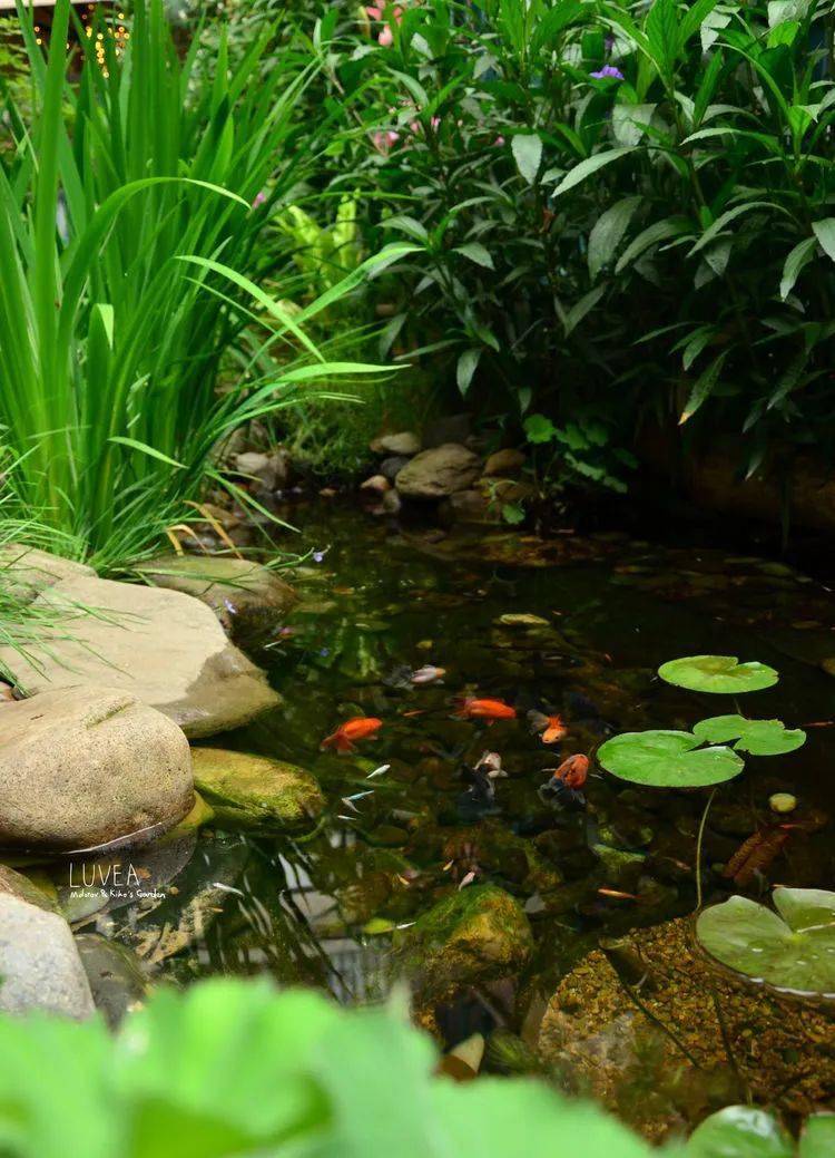 90后夫妻用4年时间在魔都造了60平米花园遛狗逗猫好不惬意