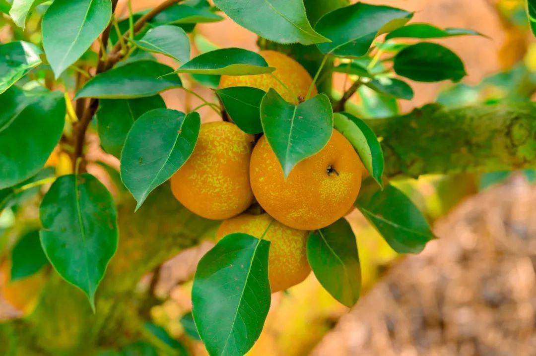 带你开启梨子采摘行程,约定"梨"!