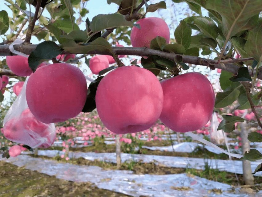 泾川苹果图片