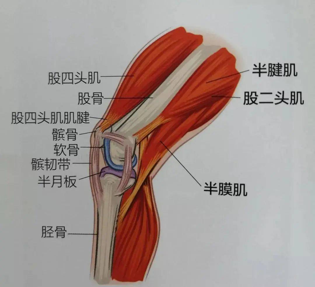 大腿韧带 位置图图片