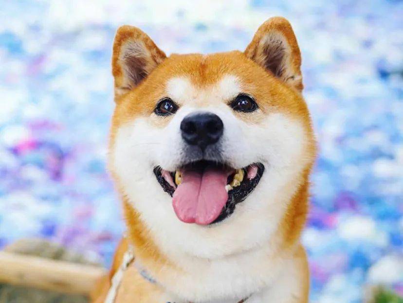 100张网红日本柴犬の美照治愈了无数人愿山河无恙岁月无殇