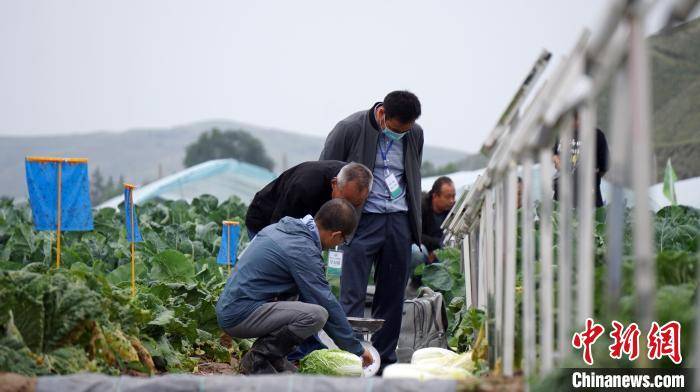 千余种蔬菜荟萃高原夏菜博览会 客商田间"觅好货"