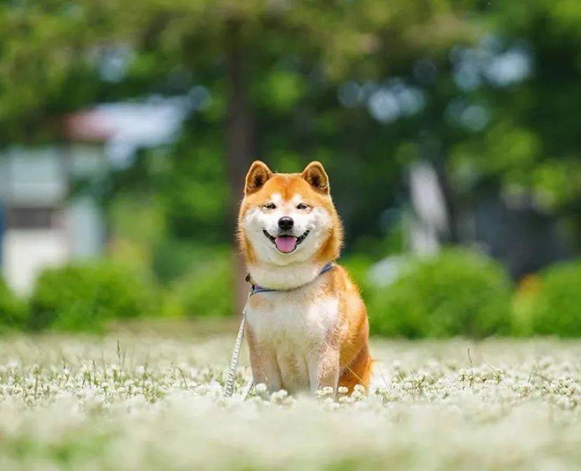 100张网红日本柴犬の美照治愈了无数人愿山河无恙岁月无殇