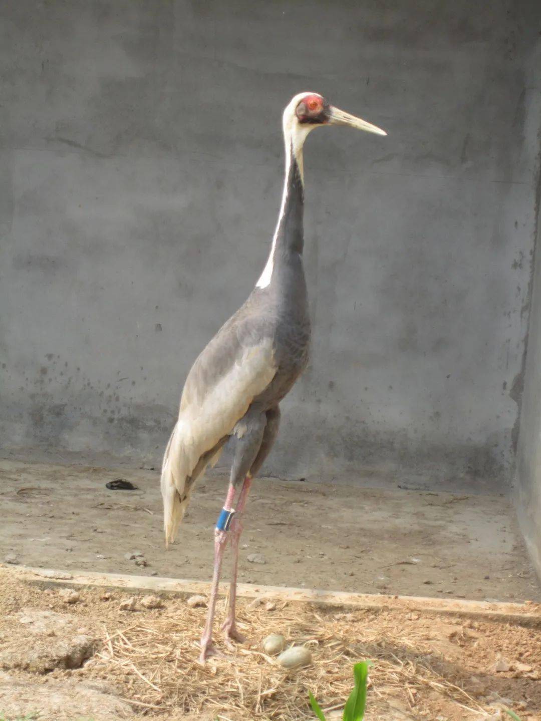 寿之鸟,仙之鹤——"回忆杀"系列!