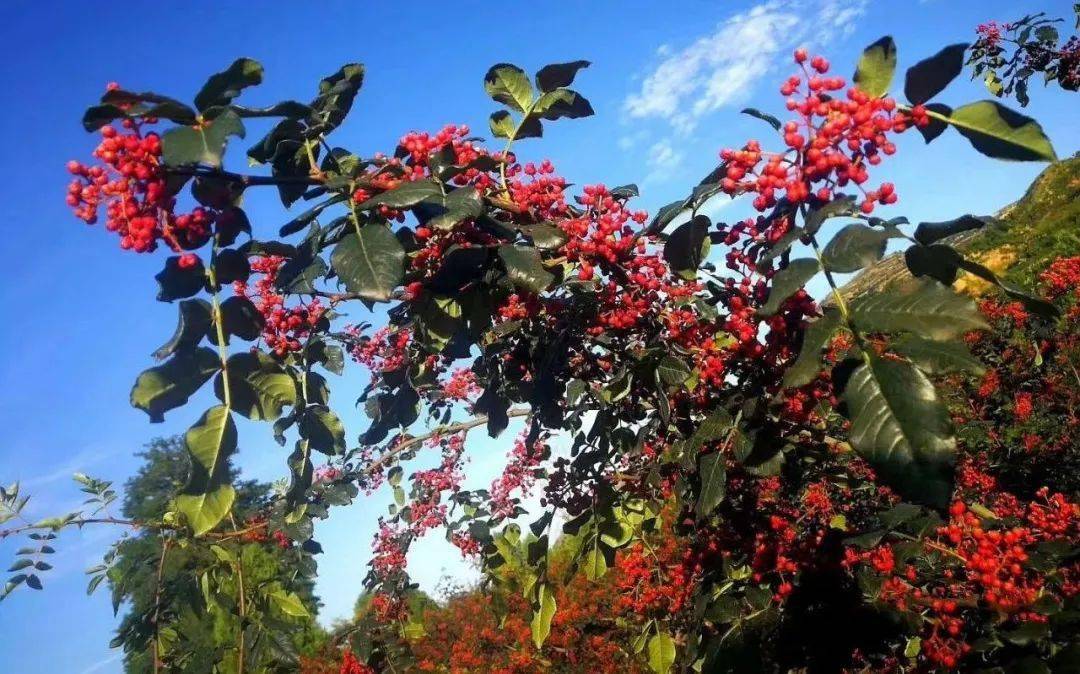 小小花椒粒铺出致富路蒿林乡首届花椒节采摘大赛将于7月28日举行丰厚