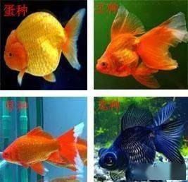不认识金鱼的快进来看看十二种常见金鱼附图介绍