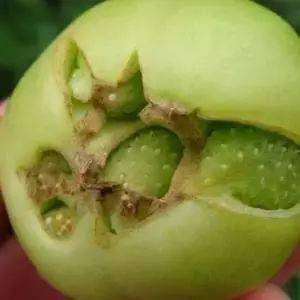 西红柿缺素最全解释