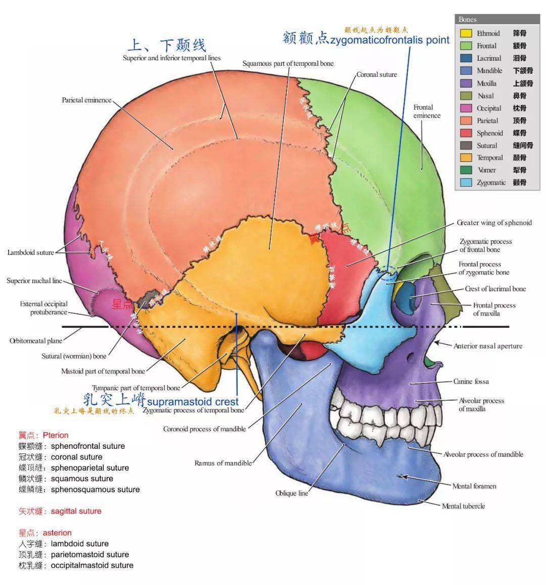 脑骨结构图片