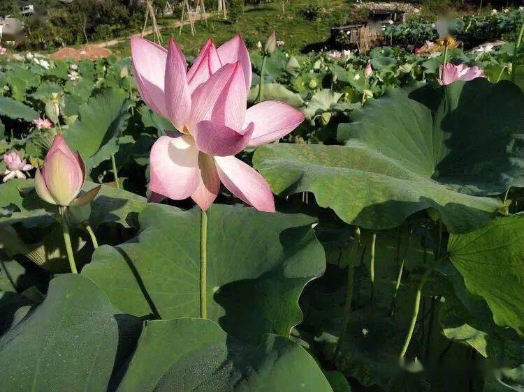 南霞可采莲莲叶何田田南坑仔村的百亩莲花今夏荷你有约