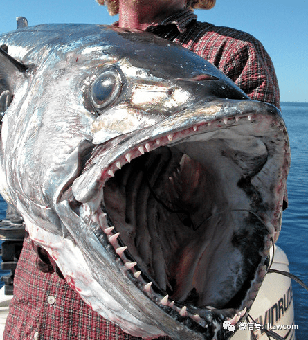 海洋知识|物种图册-裸狐鲣