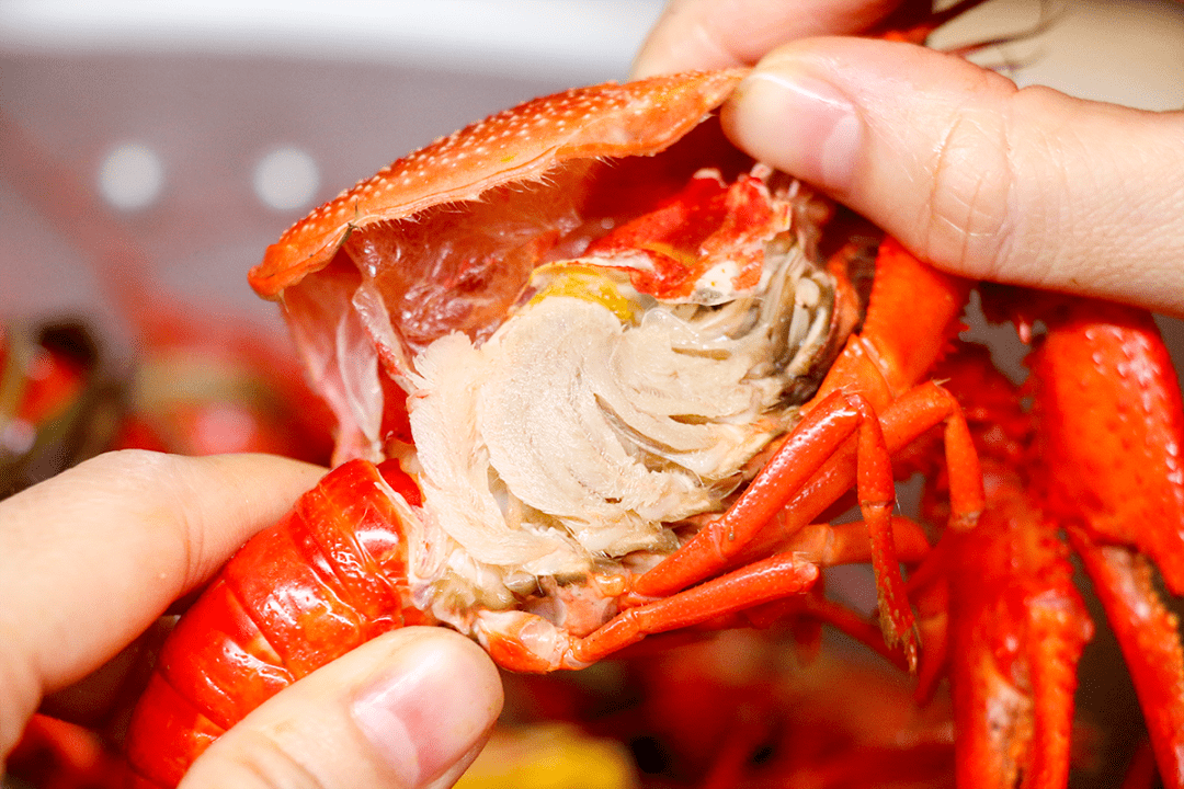 小龙虾腹部图片