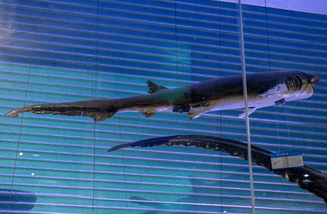 江雪说展品——扁头哈那鲨