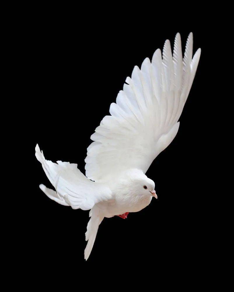 超级仙的鸽子动态绘画素材,练习参考