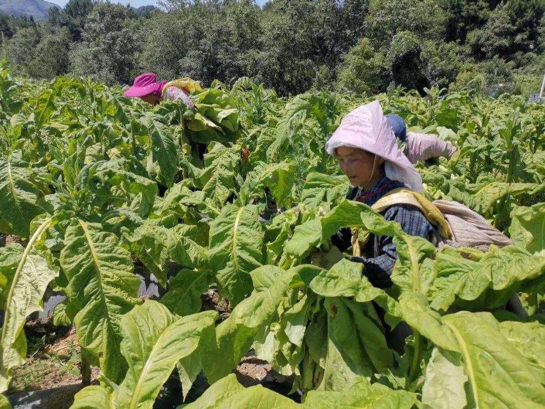 像仇志华家这样的烟叶种植大户,在大田乡就有126户,带动全乡种植烟叶
